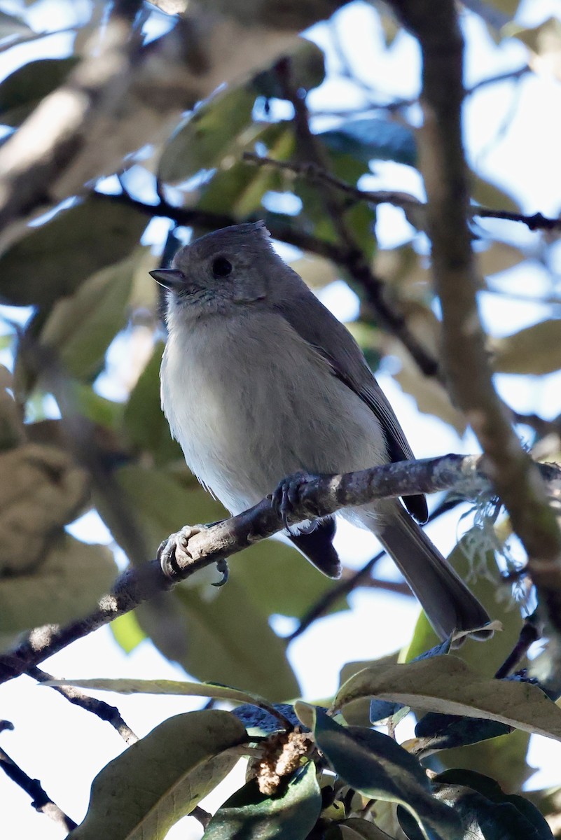 Oak Titmouse - ML635287204