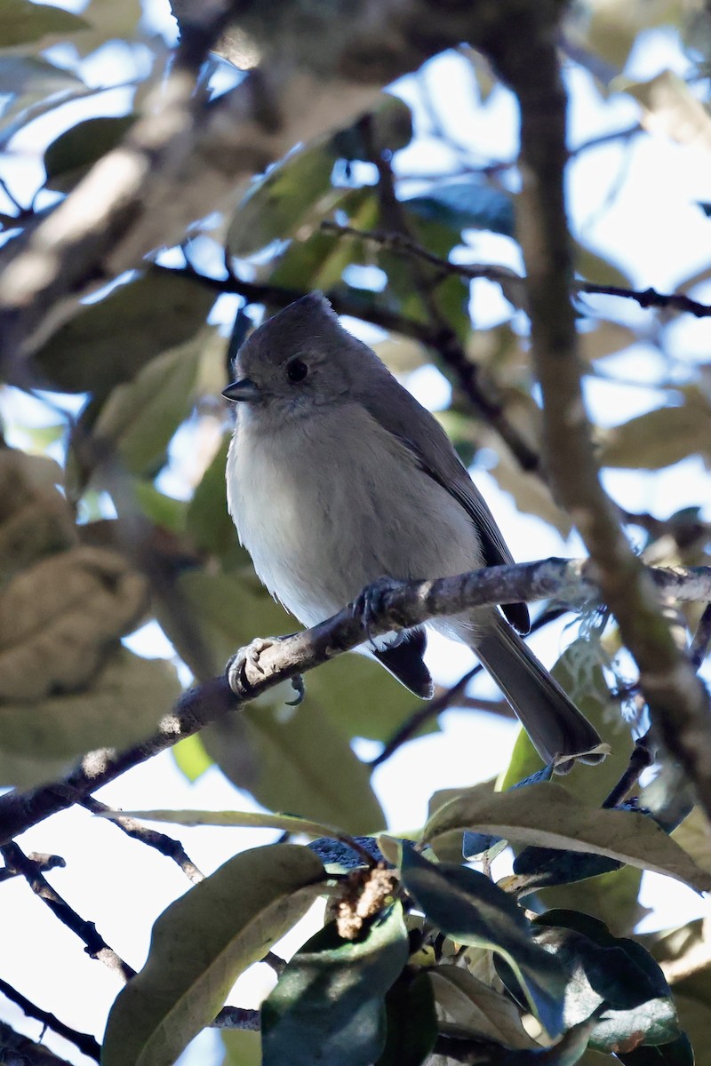 Oak Titmouse - ML635287205