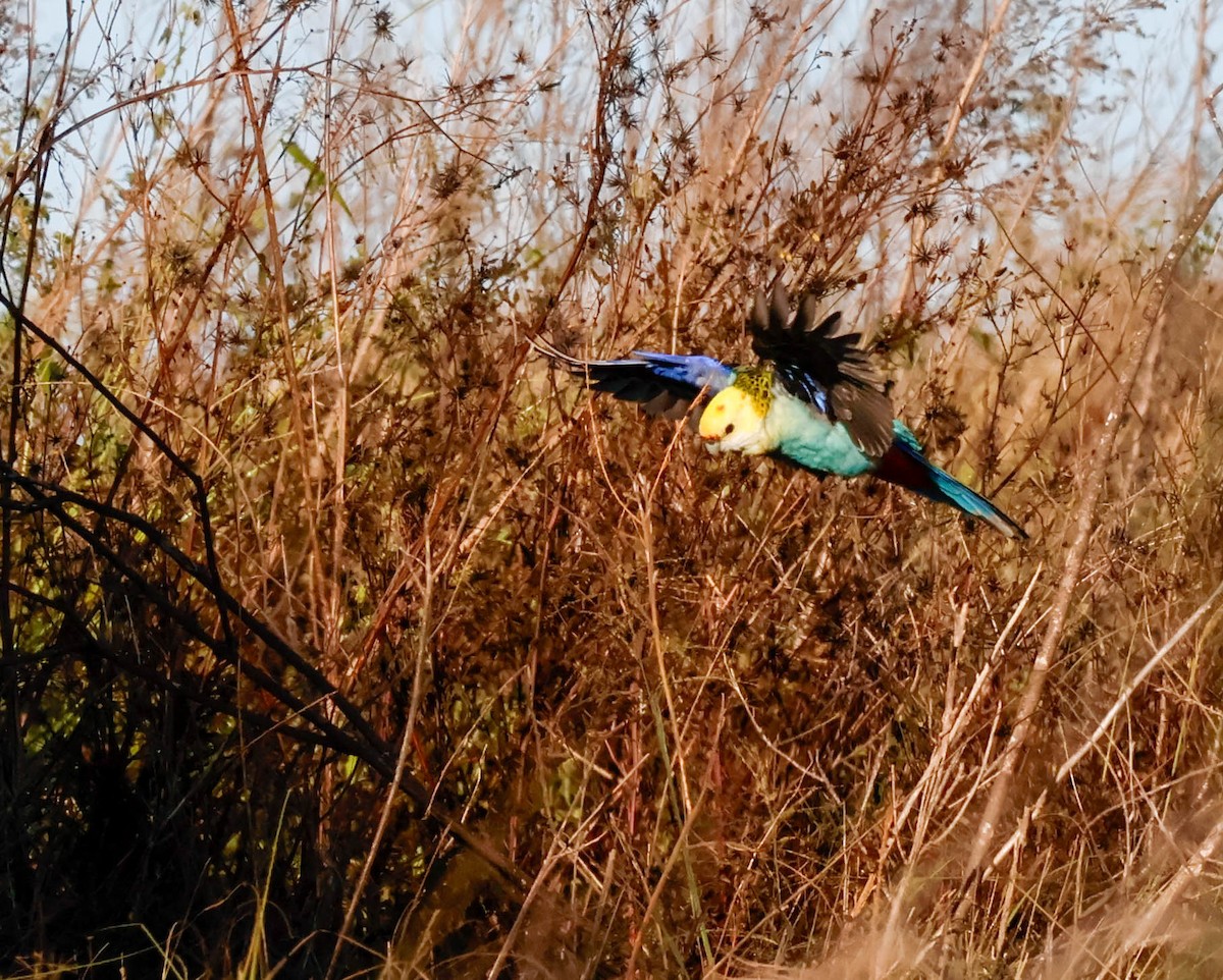 Pale-headed Rosella - ML635287218