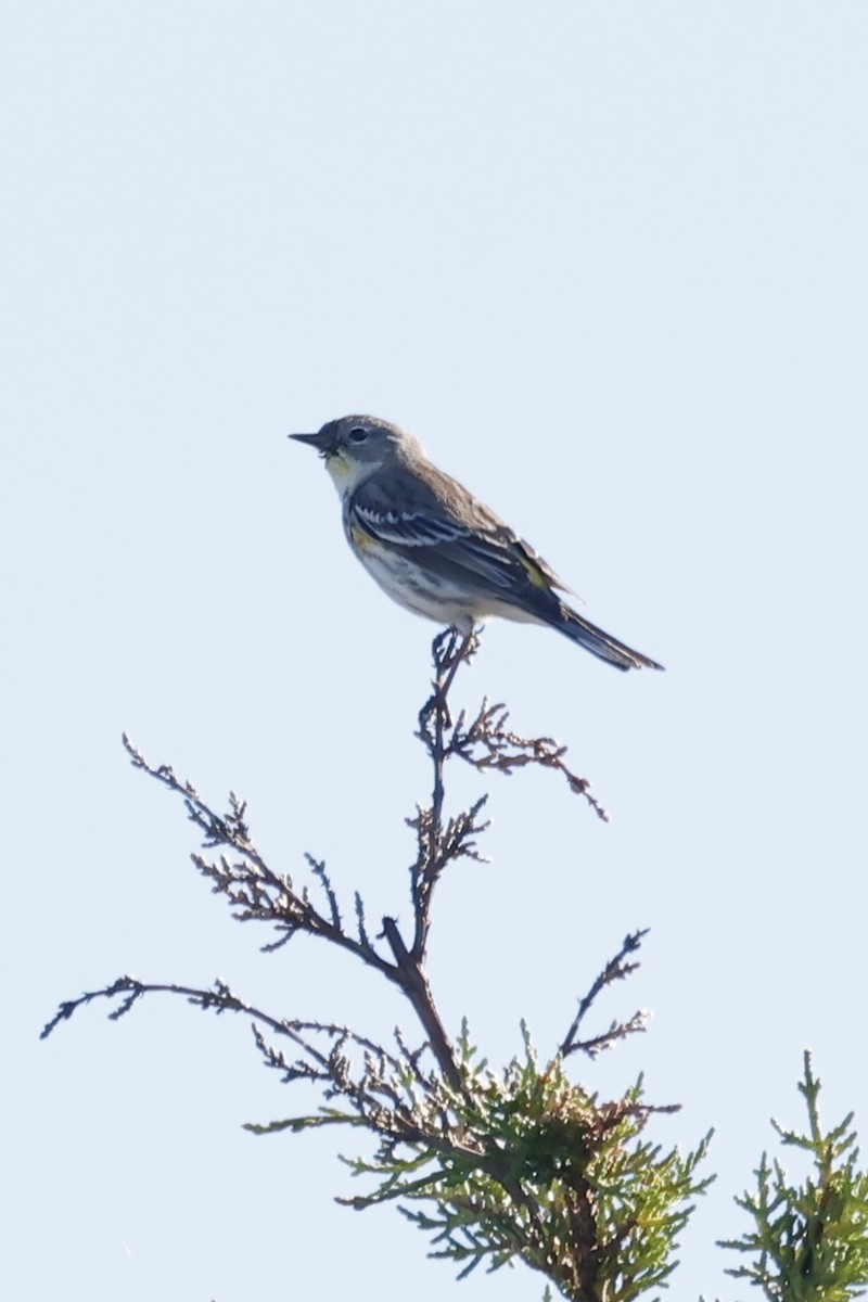 Yellow-rumped Warbler (Audubon's) - ML635287232