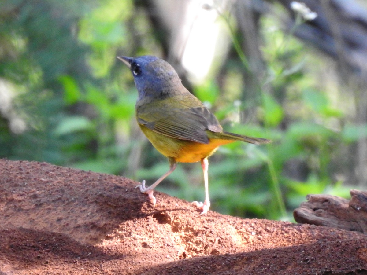 MacGillivray's Warbler - ML635287245