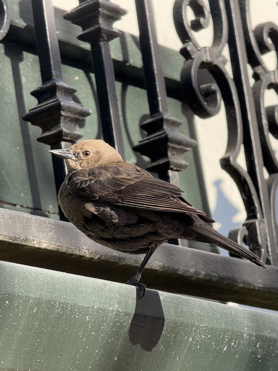Brewer's Blackbird - ML635287264