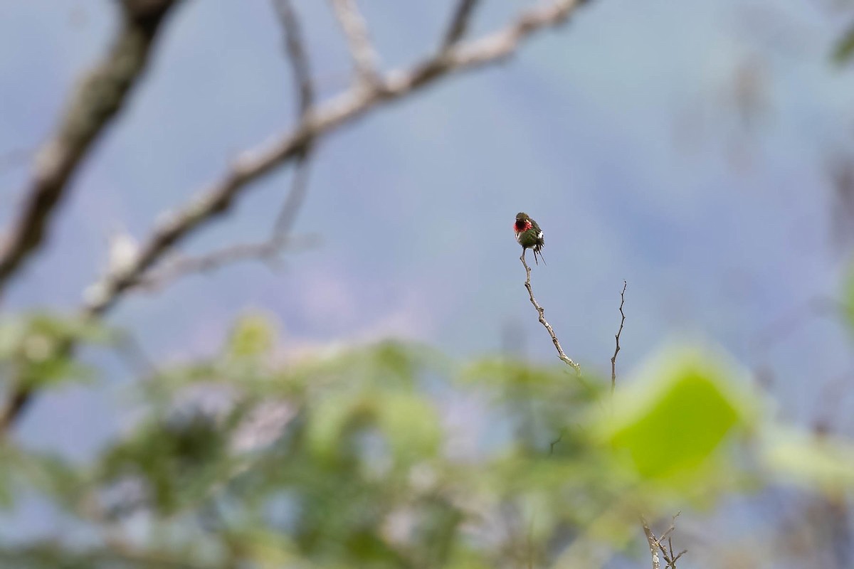 Colibri bourdon - ML635287273
