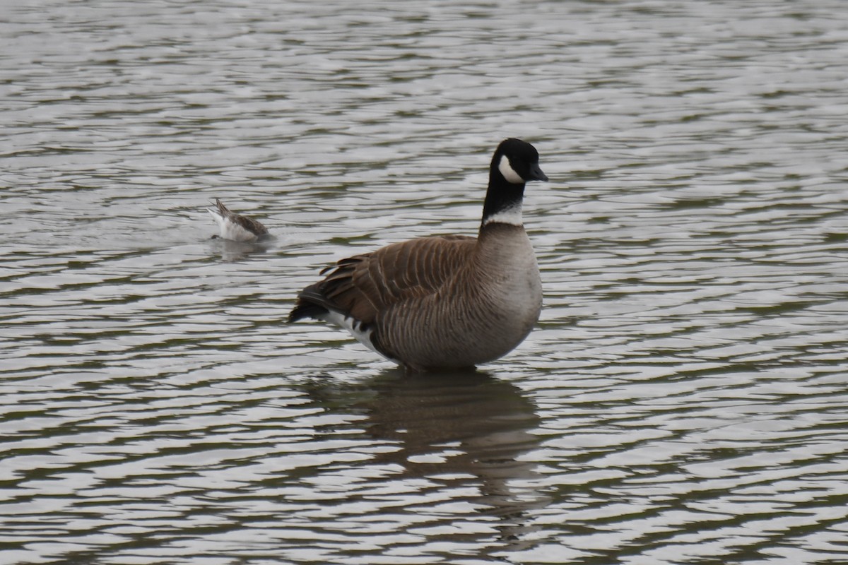 Branta kanadar txikia - ML635287277