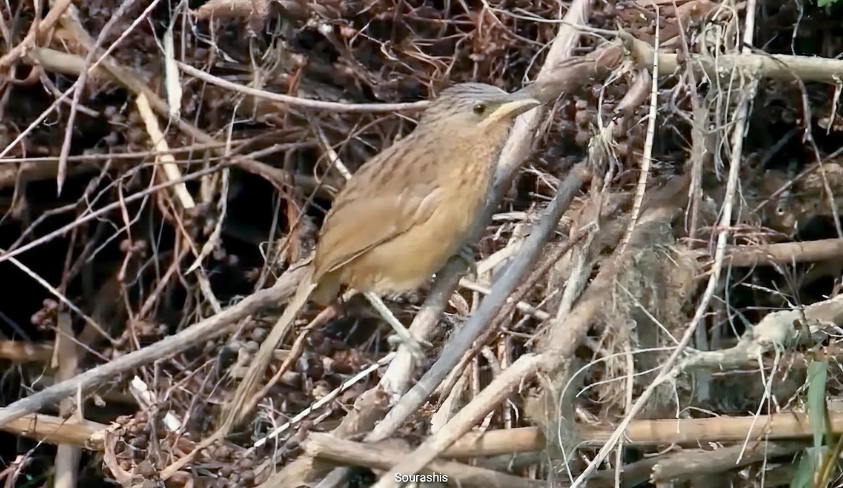 Stricheldrosselhäherling - ML635287282