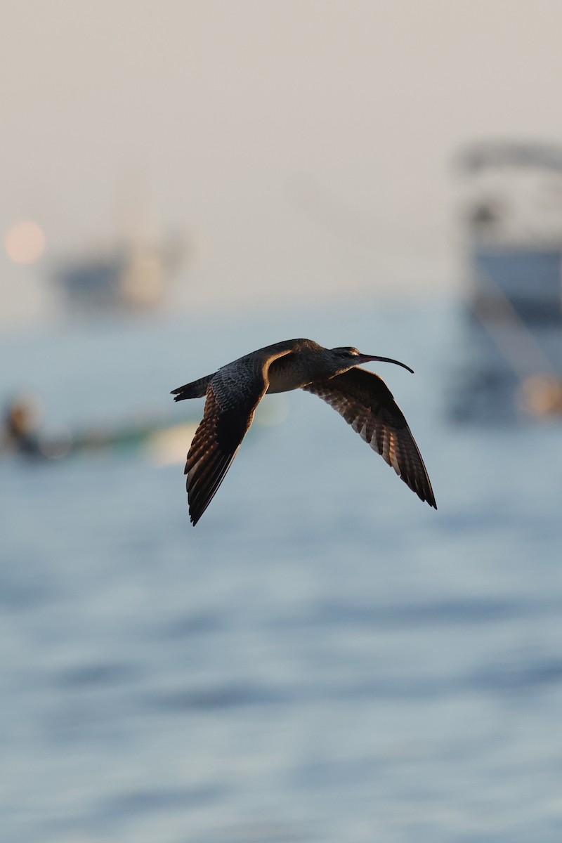 Whimbrel (Hudsonian) - ML635287294