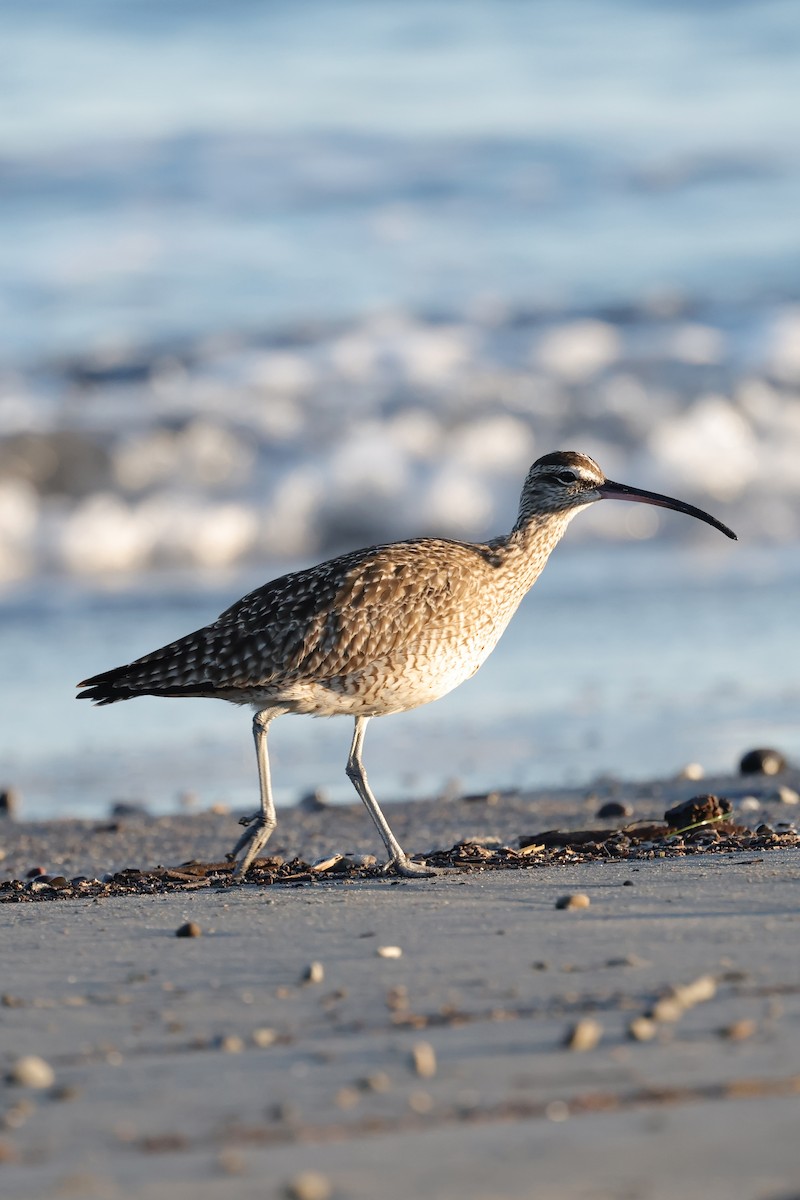 Whimbrel (Hudsonian) - ML635287295