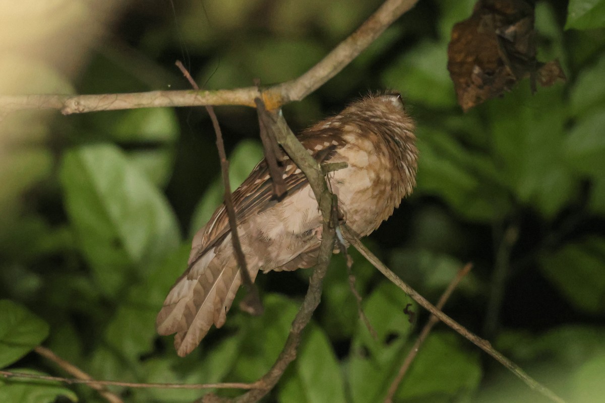 Gould's Frogmouth - ML635287311