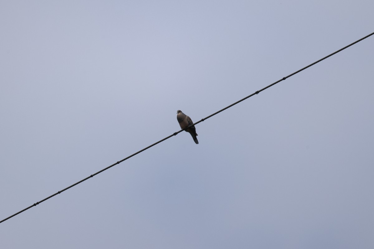 Oriental Turtle-Dove - ML635287341