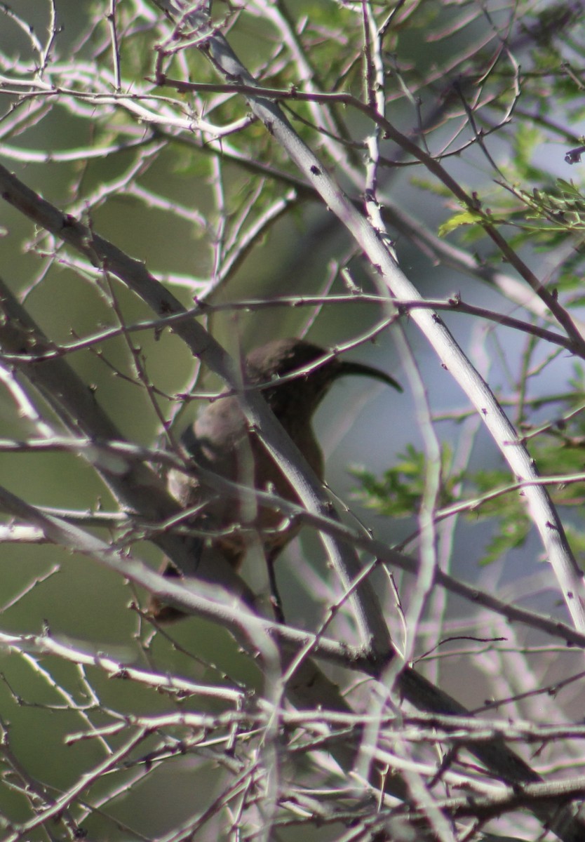 Crissal Thrasher - ML635287394
