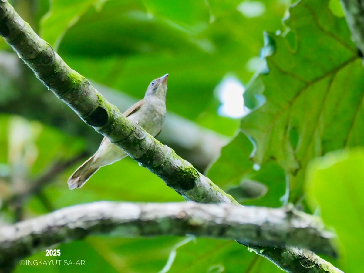 Malaysian Honeyguide - ML635287471