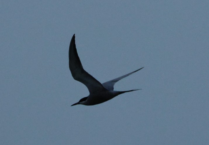 White-cheeked Tern - ML635287501