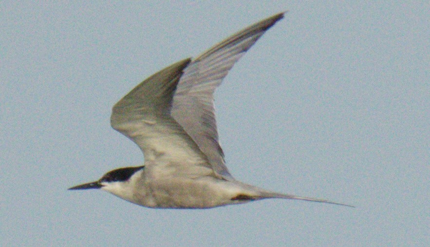 White-cheeked Tern - ML635287502