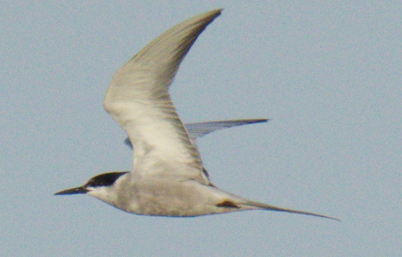 White-cheeked Tern - ML635287503