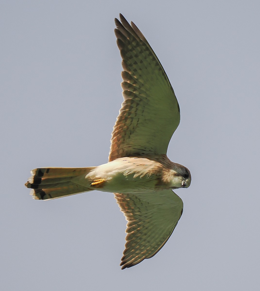 Nankeen Kestrel - ML635287518