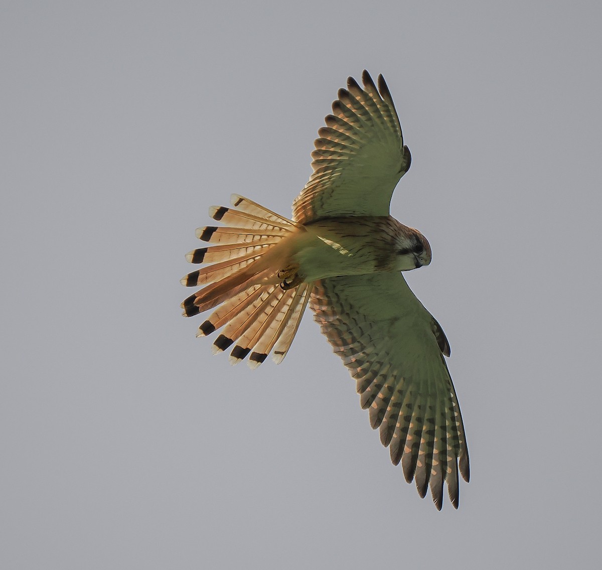 Nankeen Kestrel - ML635287519