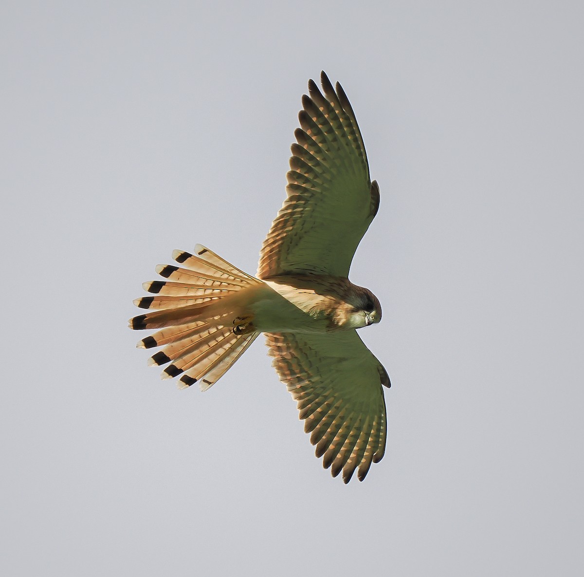 Nankeen Kestrel - ML635287520