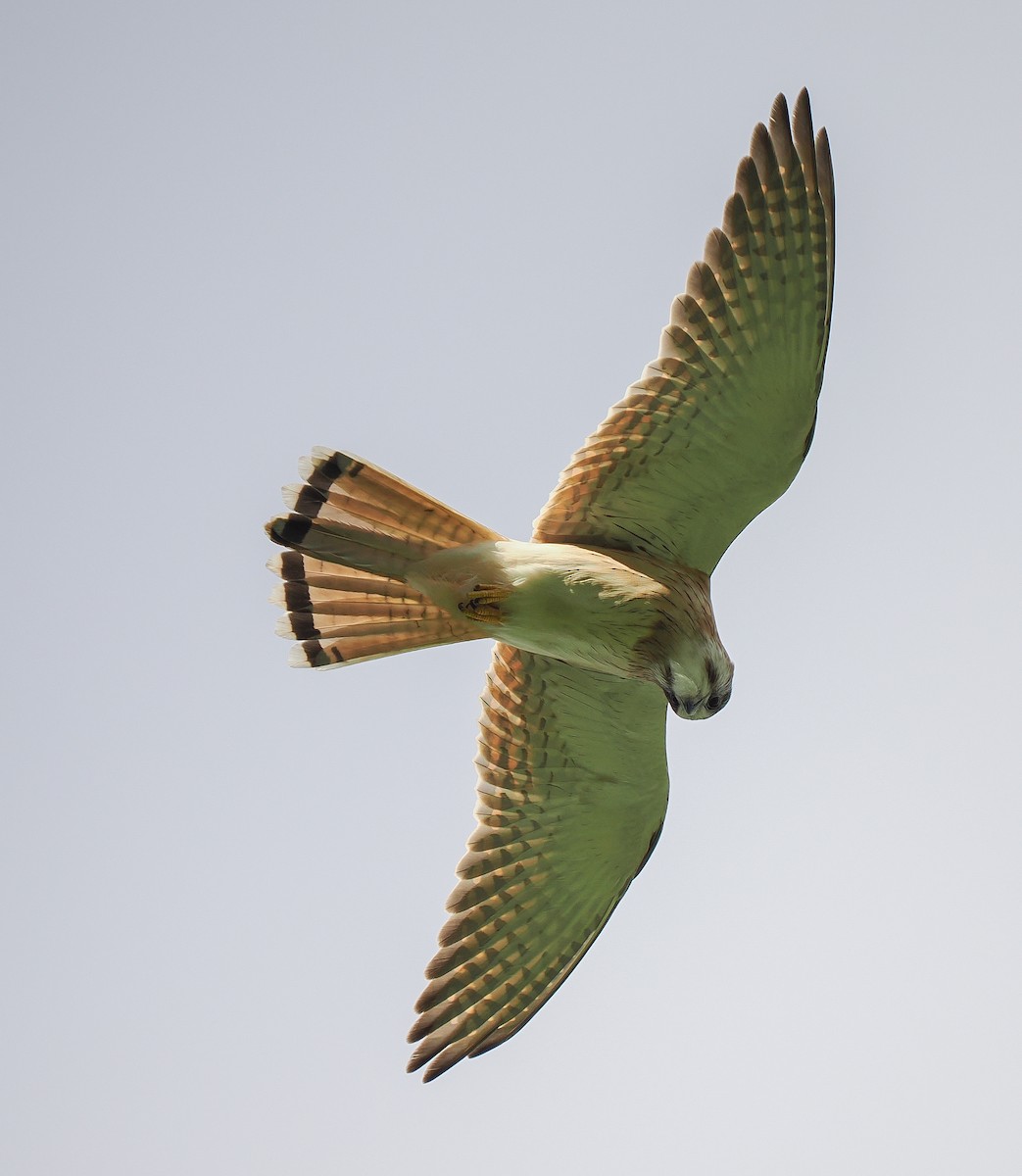 Nankeen Kestrel - ML635287522