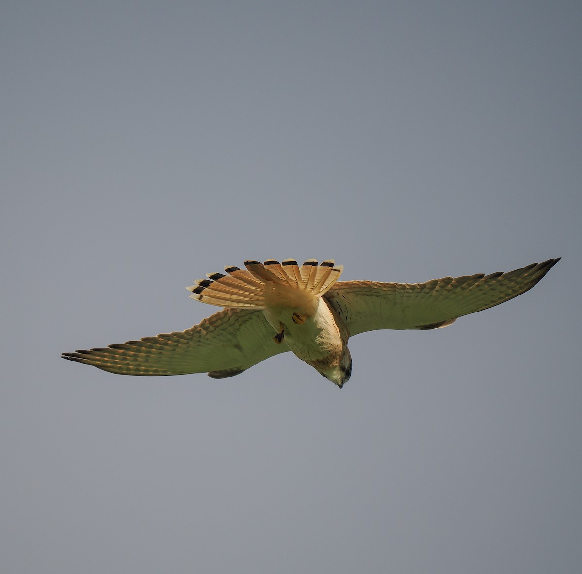 Nankeen Kestrel - ML635287523
