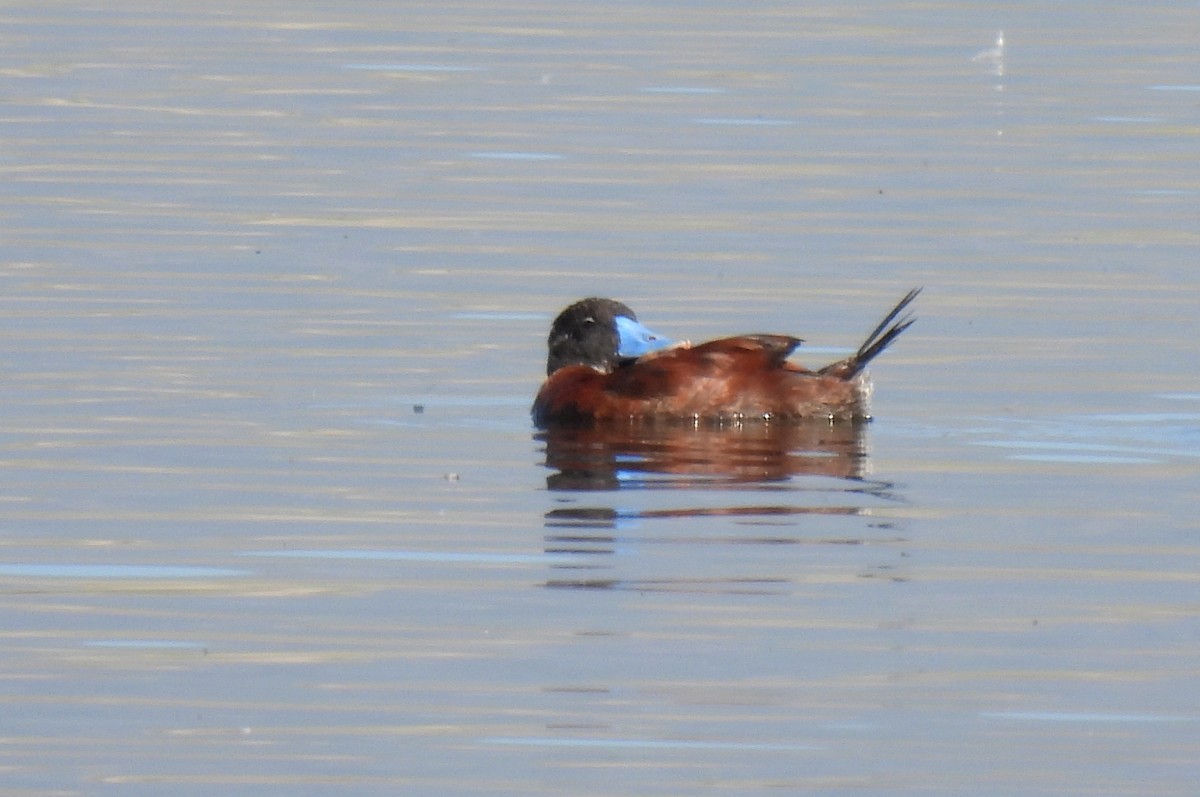 Maccoa Duck - ML635287549