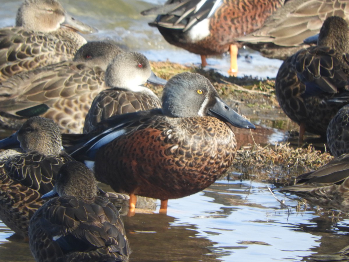 Canard bridé - ML635287553