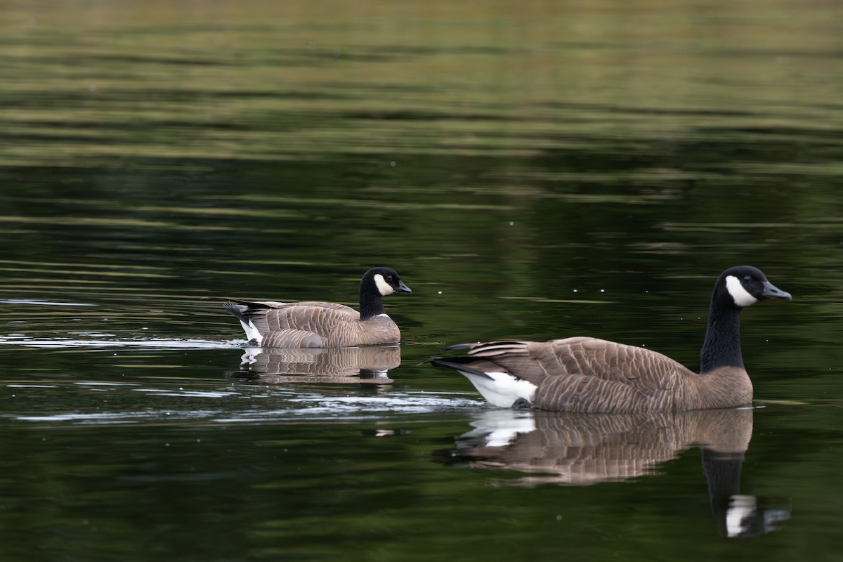 Cackling Goose (minima) - ML635287731