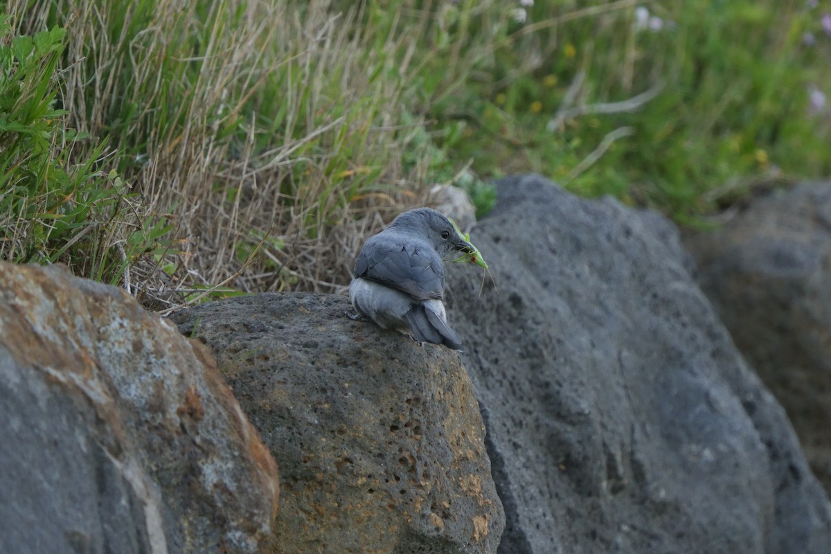 Black-winged Cuckooshrike - ML635287912