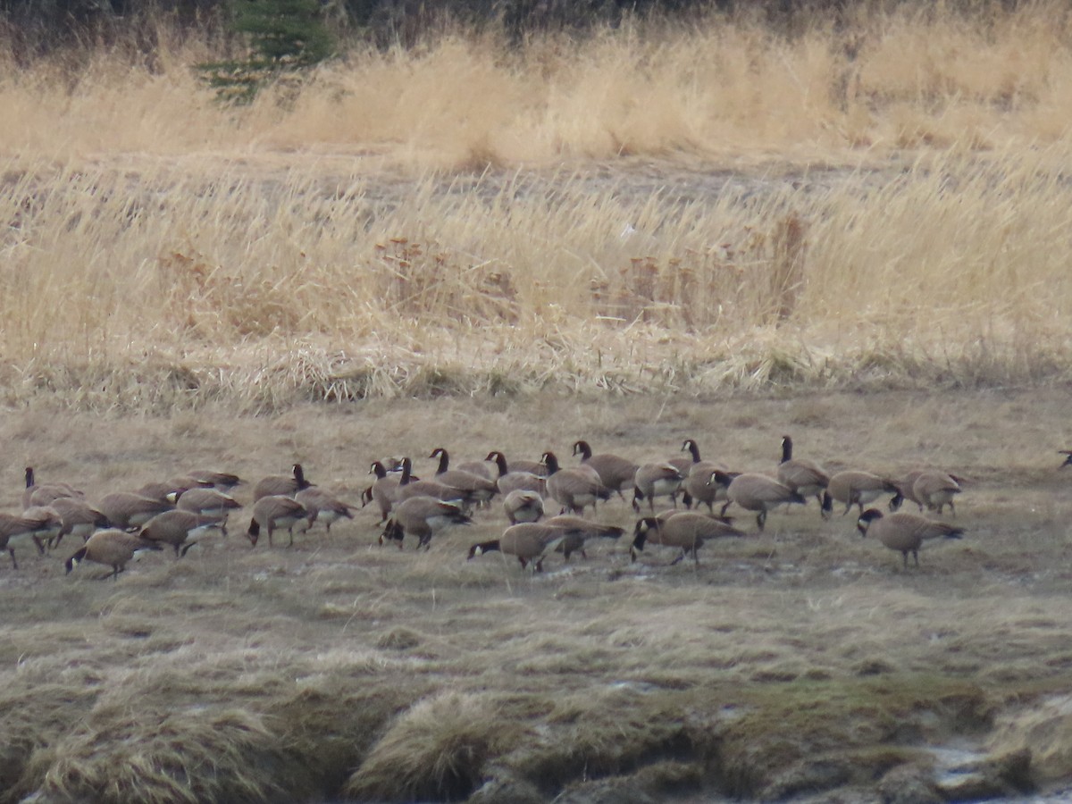 Branta kanadar txikia - ML635288027