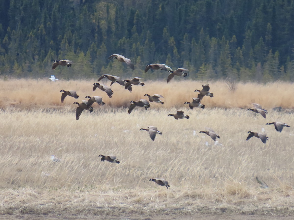 Branta kanadar txikia - ML635288029