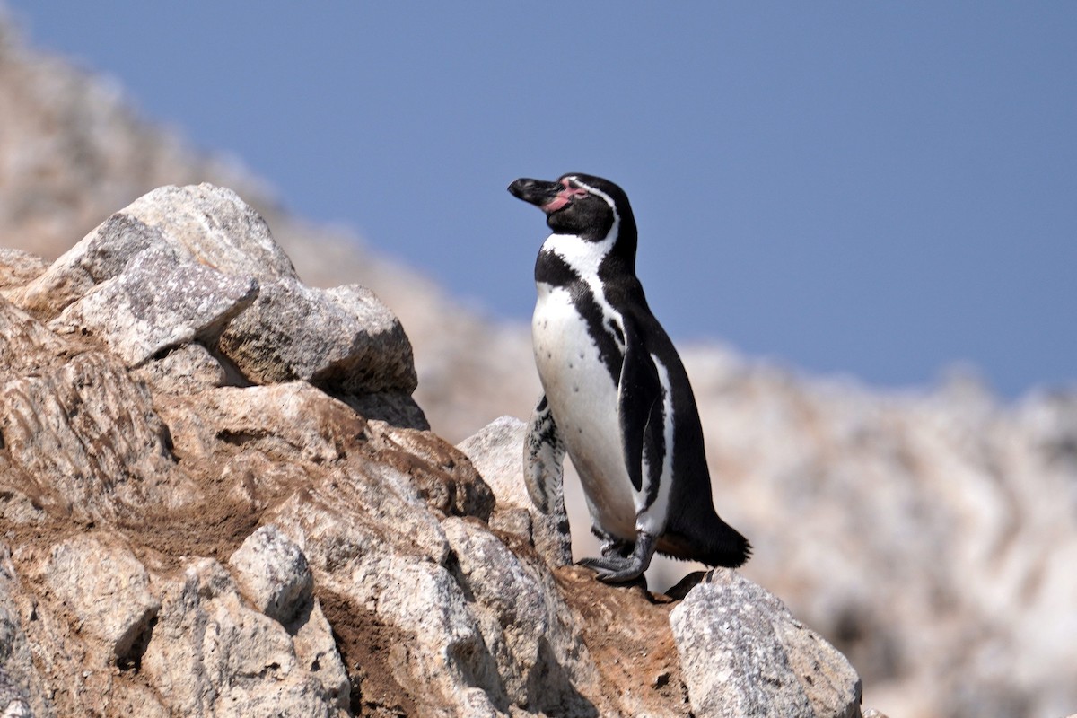 Humboldt Penguin - ML635288060