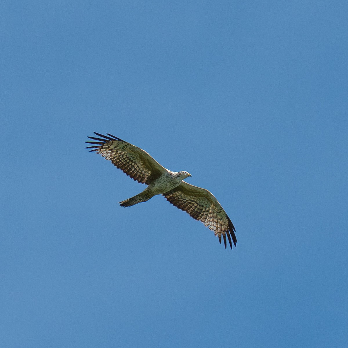 Oriental Honey-buzzard - ML635288164