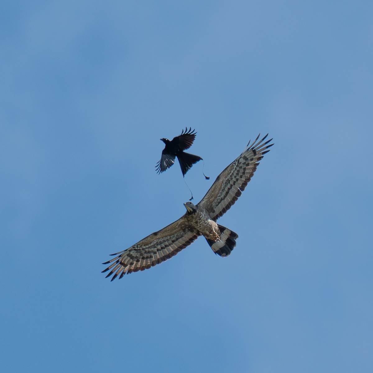 Oriental Honey-buzzard - ML635288166