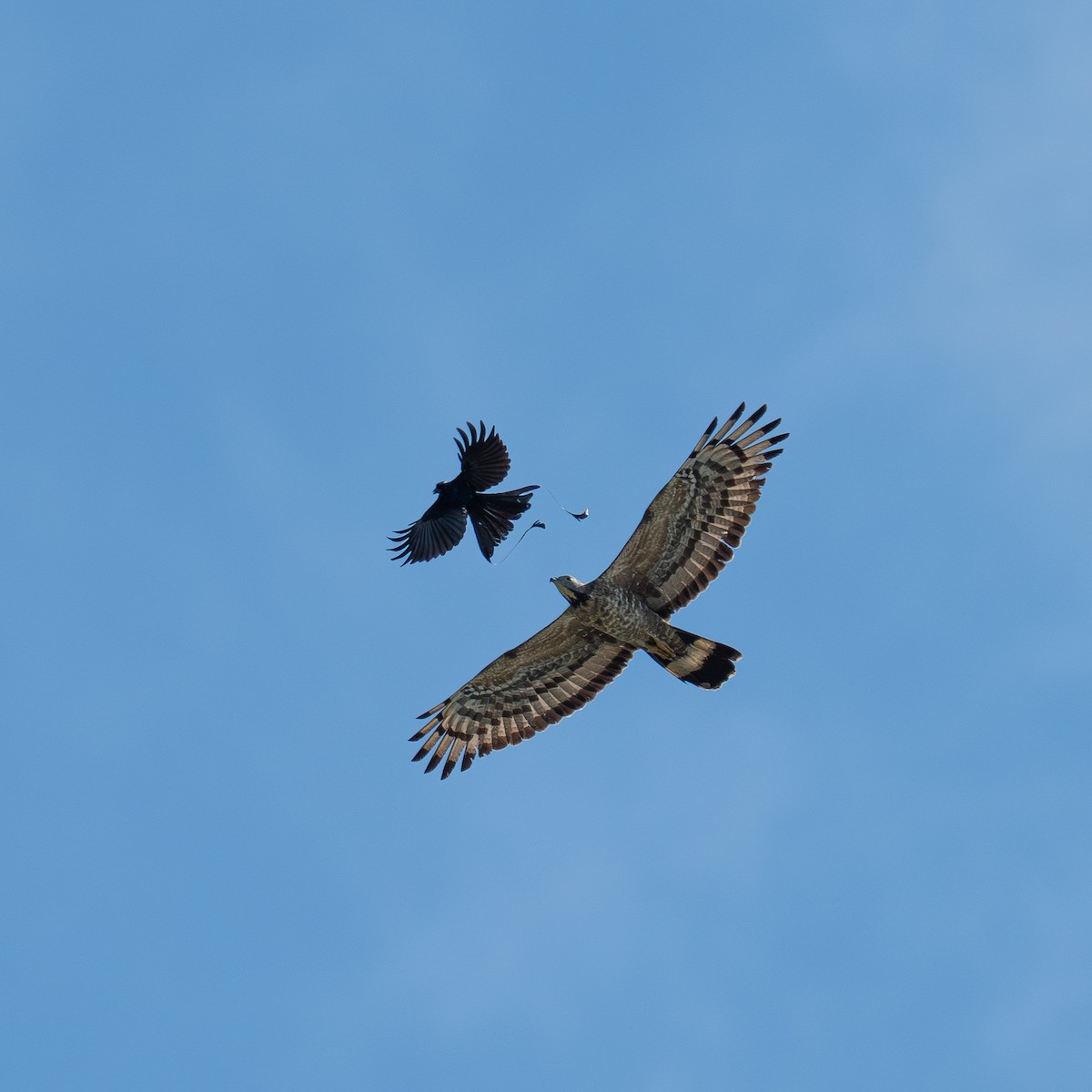 Oriental Honey-buzzard - ML635288167