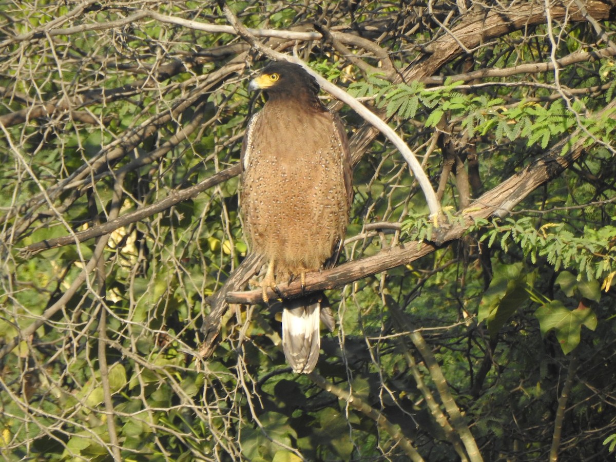 Crested Serpent-Eagle - ML635288171