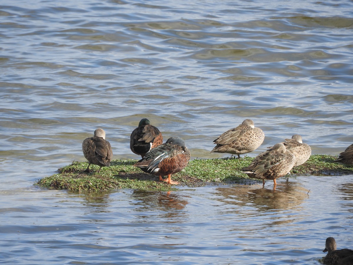 Canard bridé - ML635288188