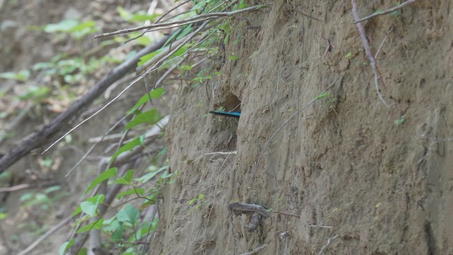 White-throated Kingfisher - ML635288201