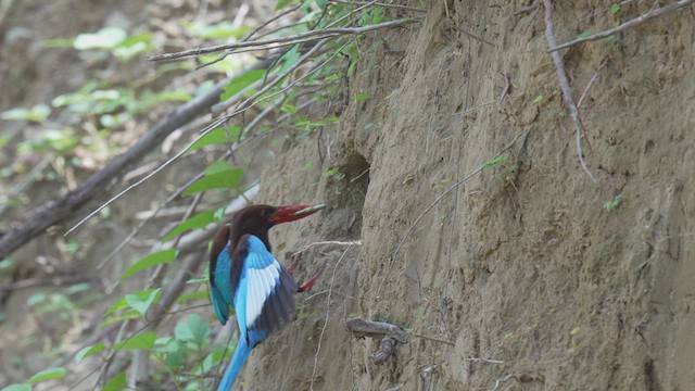 White-throated Kingfisher - ML635288202