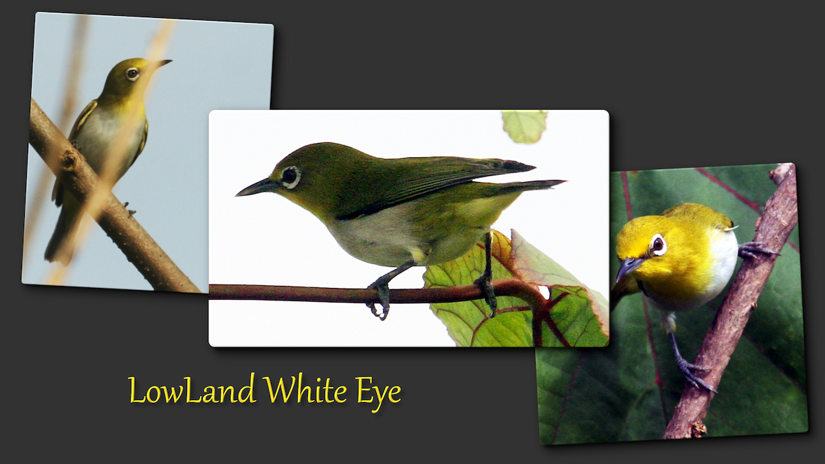 Lowland White-eye - ML635288252