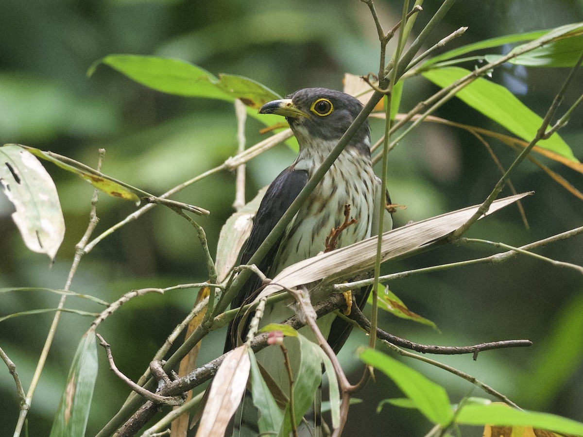 Malaysian Hawk-Cuckoo - ML635288258