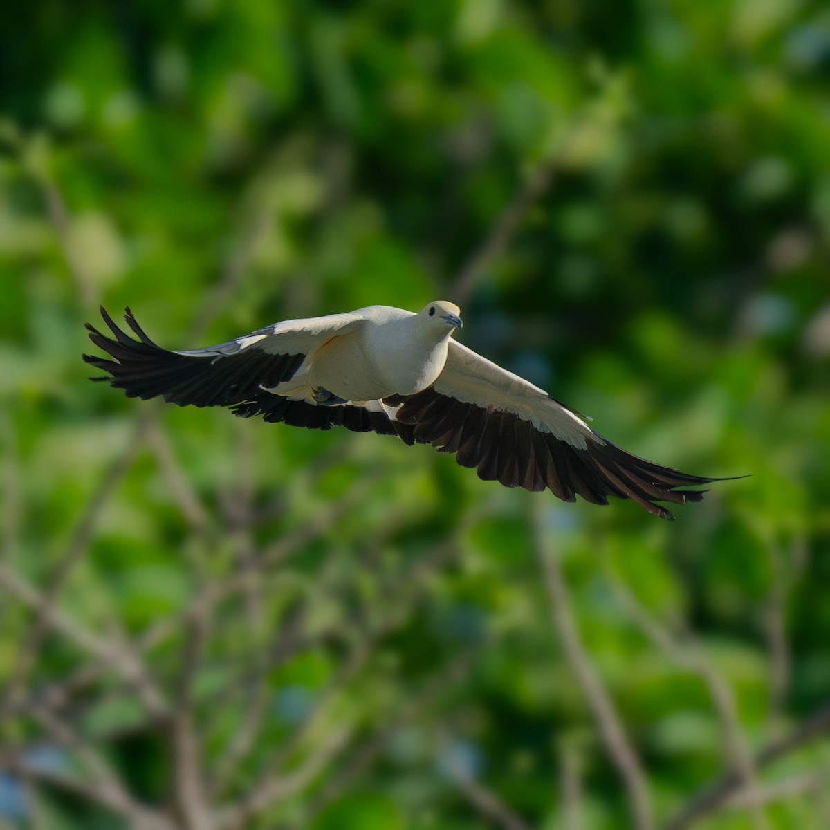 Pied Imperial-Pigeon - ML635288262
