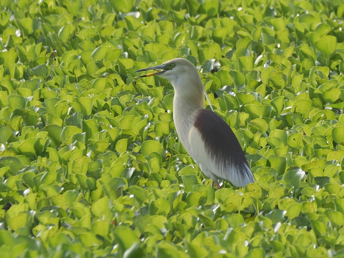 Indian Pond-Heron - ML635288263