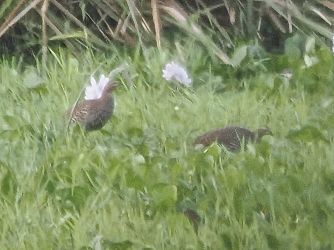 Swamp Francolin - ML635288405