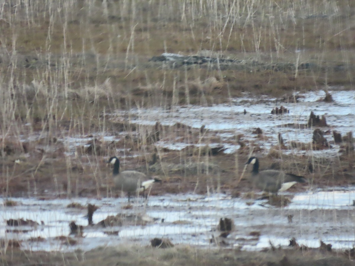 Branta kanadar txikia - ML635288430
