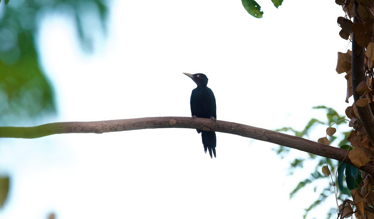 Northern Sooty-Woodpecker - ML635288487