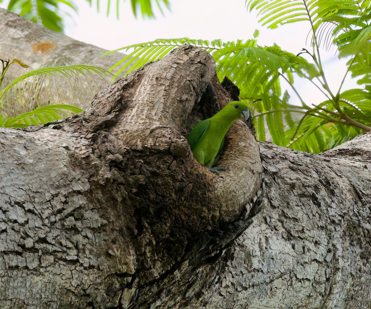 Green Racquet-tail - ML635288507