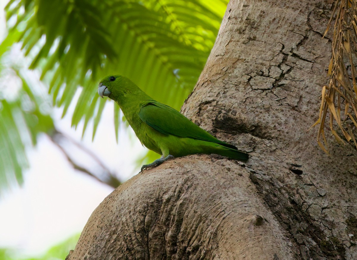 Green Racquet-tail - ML635288508