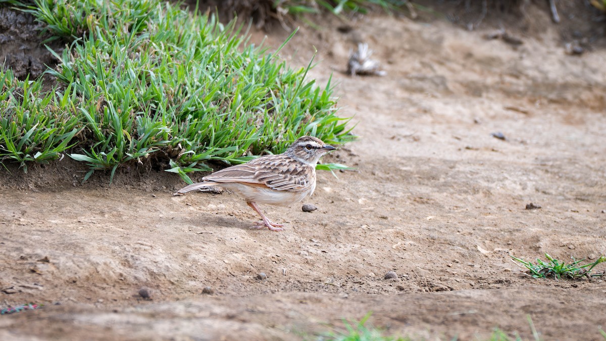 Fawn-colored Lark (Foxy) - ML635288518
