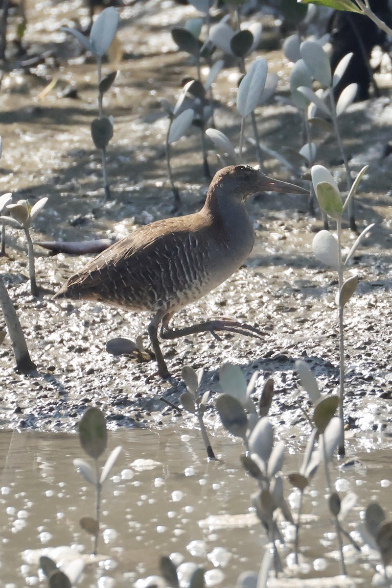 Slaty-breasted Rail - ML635288535
