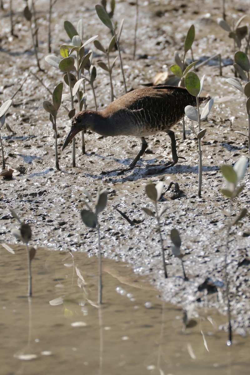 Slaty-breasted Rail - ML635288536