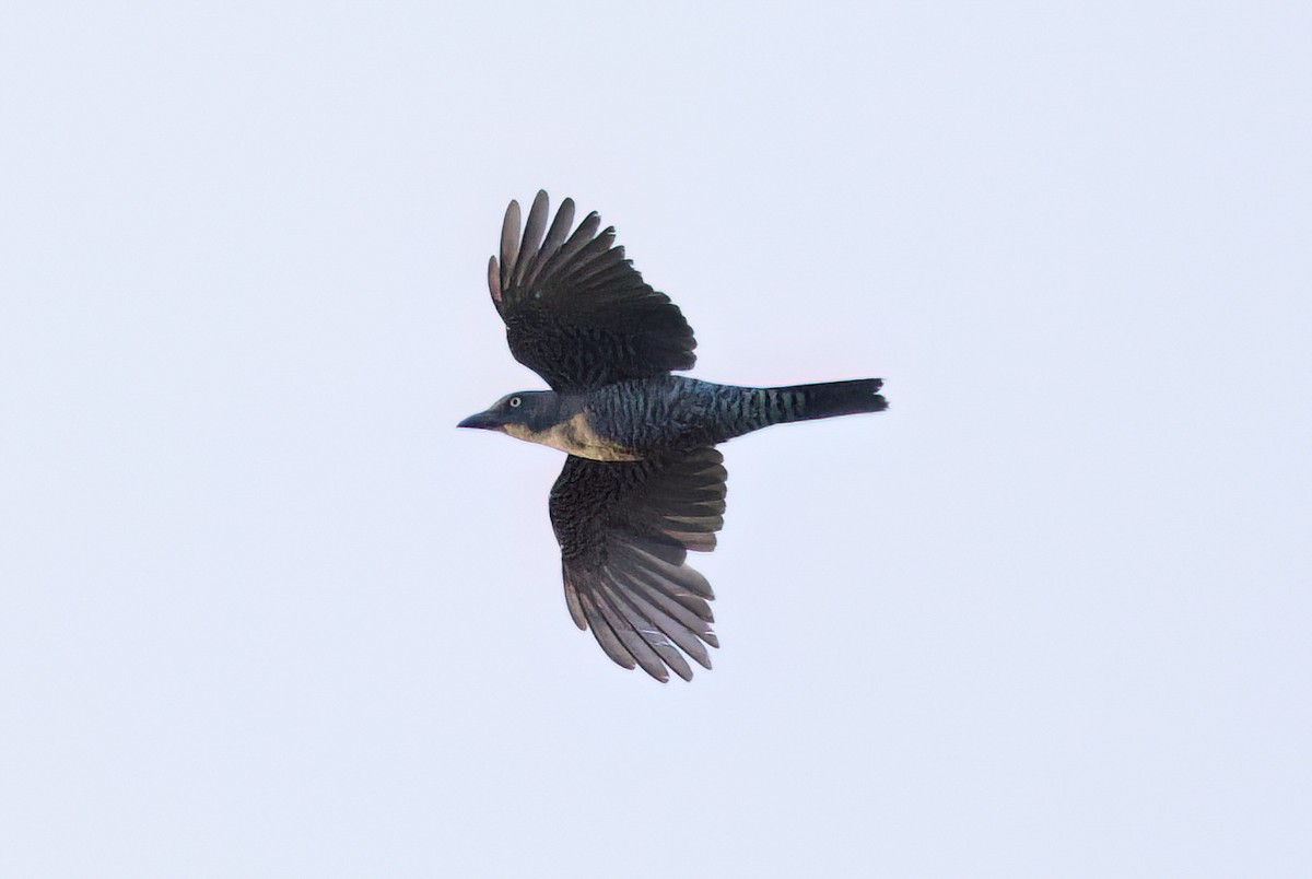 Bar-bellied Cuckooshrike - ML635288562